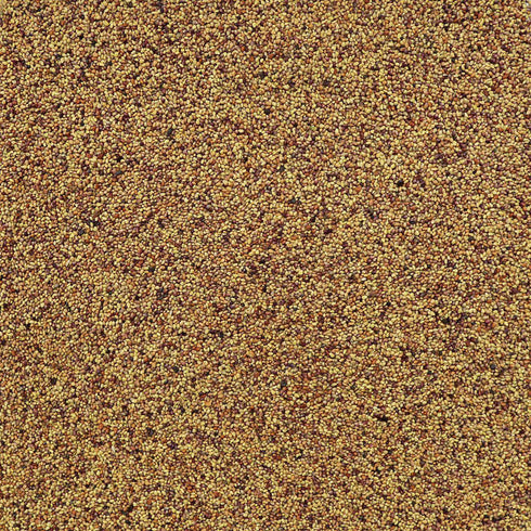 ORGANIC RED CLOVER SEED, sprouting